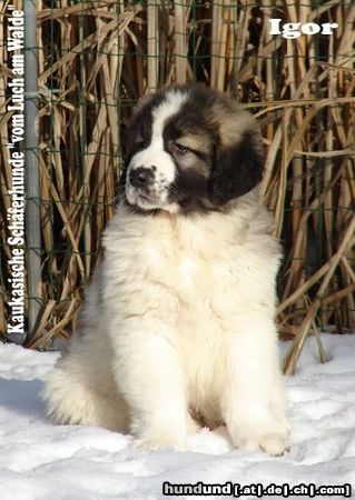 Kaukasischer Schäferhund I-Wurf 