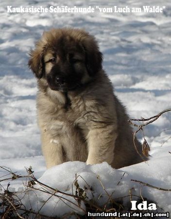 Kaukasischer Schäferhund Hunde Foto 45638 in höherer Auflösung ansehen Kaukasischer Schäferhund I-Wurf