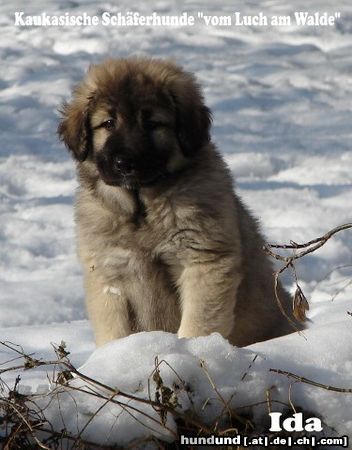 Kaukasischer Schäferhund I-Wurf 