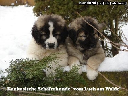 Kaukasischer Schäferhund I-Wurf 