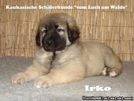 Kaukasischer Schäferhund I-Wurf 