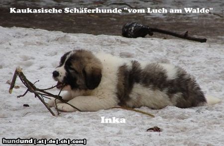 Kaukasischer Schäferhund I-Wurf 