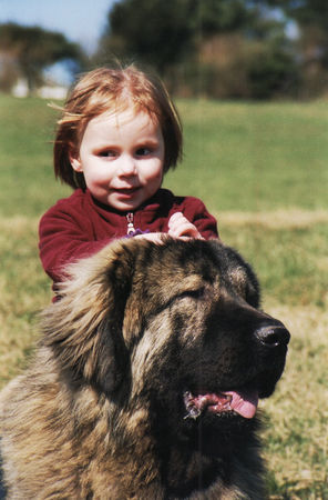 Kaukasischer Schäferhund Kaukasischer Owtscharka Farhad iz Aleksandrovoy Slobody