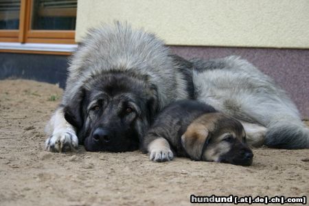 Kaukasischer Schäferhund Hunde Foto 26141 in höherer Auflösung ansehen Kaukasischer Schäferhund meine Nelly mit Kaukasenmama