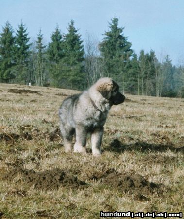 Kaukasischer Schäferhund Hunde Foto 10279 Kaukasischer Schäferhund IVAN (Chelik v d alten Dorfschule) 12 Wochen alt