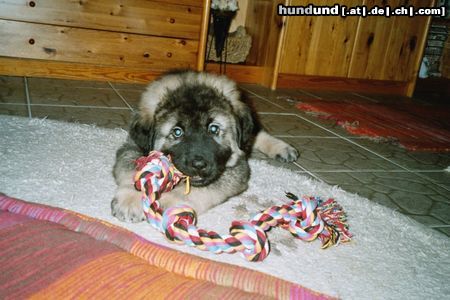 Kaukasischer Schäferhund Hunde Foto 10280 Kaukasischer Schäferhund IVAN (Chelik v d alten Dorfschule) 8 Wochen alt