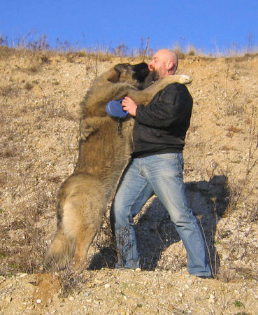 Kaukasischer Schäferhund Dshatak 