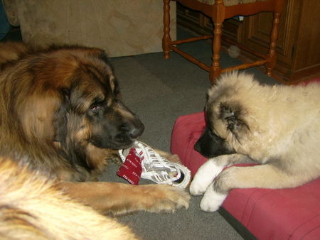 Kaukasischer Schäferhund Hunde Foto 35228 in höherer Auflösung ansehen Kaukasischer Schäferhund Krieg ich den Schuh auch mal???