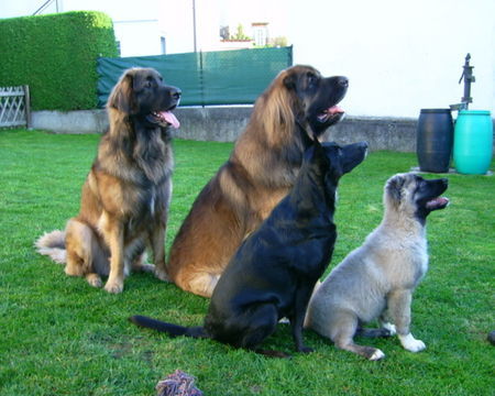 Kaukasischer Schäferhund Hunde Foto 35224 in höherer Auflösung ansehen Kaukasischer Schäferhund Bruno mit seinem Rudel