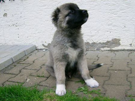 Kaukasischer Schäferhund Hunde Foto 35225 in höherer Auflösung ansehen Kaukasischer Schäferhund Bruno