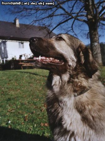 Kaukasischer Schäferhund Hunde Foto 3439 Kaukasischer Schäferhund Julka, 3 Jahre