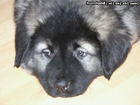 Kaukasischer Schäferhund Hunde Foto 9591 Kaukasischer Schäferhund Krasavitza Echinus
