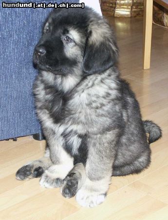 Kaukasischer Schäferhund Hunde Foto 9592 Kaukasischer Schäferhund Krasavitza Echinus