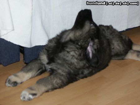 Kaukasischer Schäferhund Hunde Foto 9593 Kaukasischer Schäferhund Krasavitza Echinus