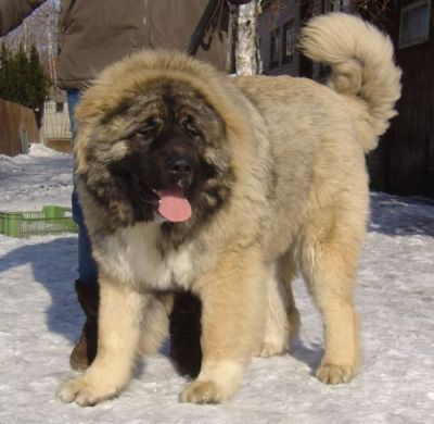 Kaukasischer Schäferhund Kavkazskoy Natsionalnosti NURBEK - Candidate Champion of Poland, Multi Best Male in Breed, Multi Best of Breed Winner, the most winning Junior Male in Poland in the year 2006 (winner of 6 International Shows in Poland in Junior Class + 6 times Best Junior), Junior Champion of Poland, Multi Junior Winner, Multi Best Junior in Breed, Winner of II FCI Junior\\\\\\\'s Group, one of 5 Best of Group final Winners, Best Puppy in Breed, Best of Breed Puppy and III Puppies Best in Show Winner (55 puppies in competition), 3rd BIS Junior.