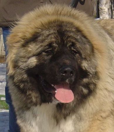 Kaukasischer Schäferhund Hunde Foto 36942 Kaukasischer Schäferhund Kavkazskoy Natsionalnosti NURBEK - Candidate Champion of Poland, Multi Best Male in Breed, Multi Best of Breed Winner, the most winning Junior Male in Poland in the year 2006 (winner of 6 International Shows in Poland in Junior Class + 6 times Best Junior), Junior Champion of Poland, Multi Junior Winner, Multi Best Junior in Breed, Winner of II FCI Junior\\\\\\\\\\\\\\\'s Group, one of 5 Best of Group final Winners, Best Puppy in Breed, Best of Breed Puppy and III Puppies Best in Show Winner (55 puppies in competition), 3rd BIS Junior.