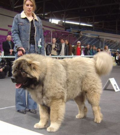 Kaukasischer Schäferhund Hunde Foto 36943 Kaukasischer Schäferhund Kavkazskoy Natsionalnosti NURBEK - Candidate Champion of Poland, Multi Best Male in Breed, Multi Best of Breed Winner, the most winning Junior Male in Poland in the year 2006 (winner of 6 International Shows in Poland in Junior Class + 6 times Best Junior), Junior Champion of Poland, Multi Junior Winner, Multi Best Junior in Breed, Winner of II FCI Junior\\\\\\\\\\\\\\\\\\\\\\\\\\\\\\\'s Group, one of 5 Best of Group final Winners, Best Puppy in Breed, Best of Breed Puppy and III Puppies Best in Show Winner (55 puppies in competition), 3rd BIS Junior.