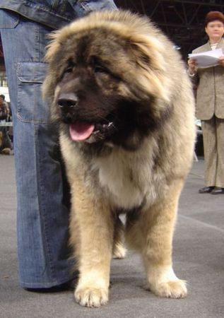 Kaukasischer Schäferhund Hunde Foto 36944 Kaukasischer Schäferhund Kavkazskoy Natsionalnosti NURBEK - Candidate Champion of Poland, Multi Best Male in Breed, Multi Best of Breed Winner, the most winning Junior Male in Poland in the year 2006 (winner of 6 International Shows in Poland in Junior Class + 6 times Best Junior), Junior Champion of Poland, Multi Junior Winner, Multi Best Junior in Breed, Winner of II FCI Junior\\\\\\\\\\\\\\\\\\\\\\\\\\\\\\\\\\\\\\\\\\\\\\\\\\\\\\\\\\\\\\\'s Group, one of 5 Best of Group final Winners, Best Puppy in Breed, Best of Breed Puppy and III Puppies Best in Show Winner (55 puppies in competition), 3rd BIS Junior.