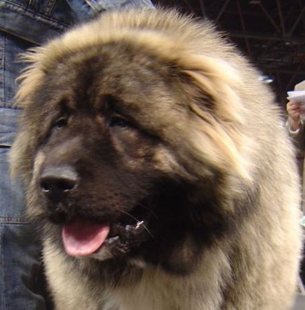 Kaukasischer Schäferhund Hunde Foto 36946 Kaukasischer Schäferhund Kavkazskoy Natsionalnosti NURBEK - Candidate Champion of Poland, Multi Best Male in Breed, Multi Best of Breed Winner, the most winning Junior Male in Poland in the year 2006 (winner of 6 International Shows in Poland in Junior Class + 6 times Best Junior), Junior Champion of Poland, Multi Junior Winner, Multi Best Junior in Breed, Winner of II FCI Junior\\\\\\\\\\\\\\\\\\\\\\\\\\\\\\\\\\\\\\\\\\\\\\\\\\\\\\\\\\\\\\\\\\\\\\\\\\\\\\\\\\\\\\\\\\\\\\\\\\\\\\\\\\\\\\\\\\\\\\\\\\\\\\\\\\\\\\\\\\\\\\\\\\\\\\\\\\\\\\\\\\\\\\\\\\\\\\\\\\\\\\\\\\\\\\\\\\\\\\\\\\\\\\\\\\\\\\\\\\\\\\\\\\\\\\\\\\\\\\\\\\\\\\\\\\\\\\\'s Group, one of 5 Best of Group final Winners, Best Puppy in Breed, Best of Breed Puppy and III Puppies Best in Show Winner (55 puppies in competition), 3rd BIS Junior.