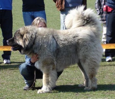 Kaukasischer Schäferhund Hunde Foto 36948 Kaukasischer Schäferhund Kavkazskoy Natsionalnosti NURBEK - Candidate Champion of Poland, Multi Best Male in Breed, Multi Best of Breed Winner, the most winning Junior Male in Poland in the year 2006 (winner of 6 International Shows in Poland in Junior Class + 6 times Best Junior), Junior Champion of Poland, Multi Junior Winner, Multi Best Junior in Breed, Winner of II FCI Juniors Group, one of 5 Best of Group final Winners, Best Puppy in Breed, Best of Breed Puppy and III Puppies Best in Show Winner (55 puppies in competition), 3rd BIS Junior.