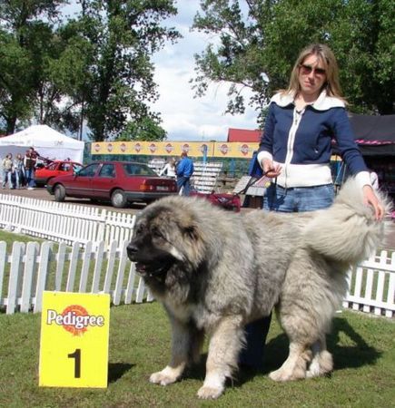 Kaukasischer Schäferhund Kavkazskoy Natsionalnosti NURBEK - Candidate Champion of Poland, Multi Best Male in Breed, Multi Best of Breed Winner, the most winning Junior Male in Poland in the year 2006 (winner of 6 International Shows in Poland in Junior Class + 6 times Best Junior), Junior Champion of Poland, Multi Junior Winner, Multi Best Junior in Breed, Winner of II FCI Junior\'s Group, one of 5 Best of Group final Winners, Best Puppy in Breed, Best of Breed Puppy and III Puppies Best in Show Winner (55 puppies in competition), 3rd BIS Junior. Son of Multichampion, Champion of Russia, Champion of RKF, Champion of Latvia, Champion of Poland, Candidate to the Champion of Ukraine, Junior Champion of Poland, Candidate to International Champion, Multi CACIB Winner, 2 x vice Best of Group Winner, Junior Club Winner of Poland\'2004 + Junior BOB Winner, Multi Best Male in Breed, Multi Junior Winner, Multi Best of Breed Winner, Multi CWC/CAC Winner, Multi Best Puppy in Breed + BOB Puppy, BOB Polish Puppy at International Show Poznan\'2003, Puppy Best in Show Winner, Puppy v-ce Best in Show Winner, II Best of Group Winner FLEX z Woli and Champion of Russia, Champion of NKP BAYA.