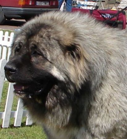 Kaukasischer Schäferhund Kavkazskoy Natsionalnosti NURBEK - Candidate Champion of Poland, Multi Best Male in Breed, Multi Best of Breed Winner, the most winning Junior Male in Poland in the year 2006 (winner of 6 International Shows in Poland in Junior Class + 6 times Best Junior), Junior Champion of Poland, Multi Junior Winner, Multi Best Junior in Breed, Winner of II FCI Junior\\\'s Group, one of 5 Best of Group final Winners, Best Puppy in Breed, Best of Breed Puppy and III Puppies Best in Show Winner (55 puppies in competition), 3rd BIS Junior. Son of Multichampion, Champion of Russia, Champion of RKF, Champion of Latvia, Champion of Poland, Candidate to the Champion of Ukraine, Junior Champion of Poland, Candidate to International Champion, Multi CACIB Winner, 2 x vice Best of Group Winner, Junior Club Winner of Poland\\\'2004 + Junior BOB Winner, Multi Best Male in Breed, Multi Junior Winner, Multi Best of Breed Winner, Multi CWC/CAC Winner, Multi Best Puppy in Breed + BOB Puppy, BOB Polish Puppy at International Show Poznan\\\'2003, Puppy Best in Show Winner, Puppy v-ce Best in Show Winner, II Best of Group Winner FLEX z Woli and Champion of Russia, Champion of NKP BAYA.