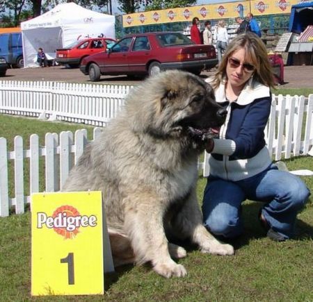 Kaukasischer Schäferhund Kavkazskoy Natsionalnosti NURBEK - Candidate Champion of Poland, Multi Best Male in Breed, Multi Best of Breed Winner, the most winning Junior Male in Poland in the year 2006 (winner of 6 International Shows in Poland in Junior Class + 6 times Best Junior), Junior Champion of Poland, Multi Junior Winner, Multi Best Junior in Breed, Winner of II FCI Junior\\\\\\\'s Group, one of 5 Best of Group final Winners, Best Puppy in Breed, Best of Breed Puppy and III Puppies Best in Show Winner (55 puppies in competition), 3rd BIS Junior. Son of Multichampion, Champion of Russia, Champion of RKF, Champion of Latvia, Champion of Poland, Candidate to the Champion of Ukraine, Junior Champion of Poland, Candidate to International Champion, Multi CACIB Winner, 2 x vice Best of Group Winner, Junior Club Winner of Poland\\\\\\\'2004 + Junior BOB Winner, Multi Best Male in Breed, Multi Junior Winner, Multi Best of Breed Winner, Multi CWC/CAC Winner, Multi Best Puppy in Breed + BOB Puppy, BOB Polish Puppy at International Show Poznan\\\\\\\'2003, Puppy Best in Show Winner, Puppy v-ce Best in Show Winner, II Best of Group Winner FLEX z Woli and Champion of Russia, Champion of NKP BAYA.