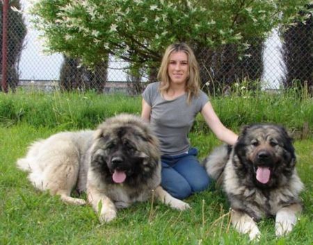 Kaukasischer Schäferhund NURBEK with his mother BAYA.