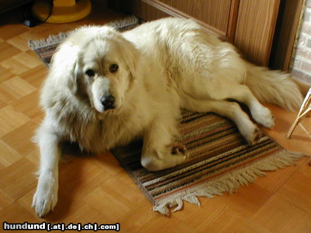 Kaukasischer Schäferhund Kira 4 Jahre alt