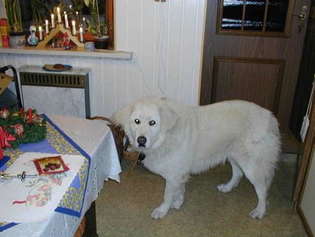 Kaukasischer Schäferhund Hunde Foto 1425 Kaukasischer Schäferhund Kira 2 1/2 Jahre alt