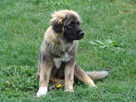 Kaukasischer Schäferhund Hunde Foto 34949 in höherer Auflösung ansehen Kaukasischer Schäferhund Liza