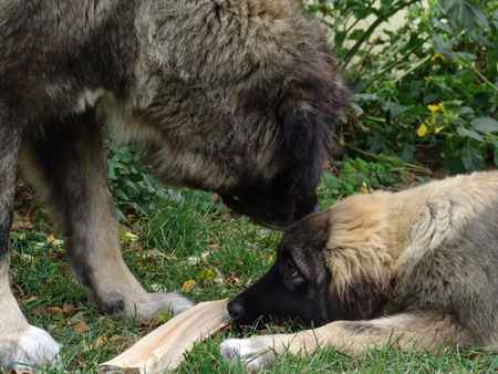 Kaukasischer Schäferhund Hunde Foto 34950 in höherer Auflösung ansehen Kaukasischer Schäferhund Liza