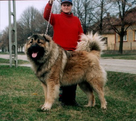 Kaukasischer Schäferhund Majosháza Réme Atar