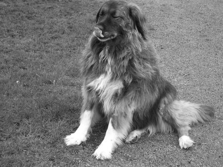 Kaukasischer Schäferhund Hunde Foto 32246 Kaukasischer Schäferhund