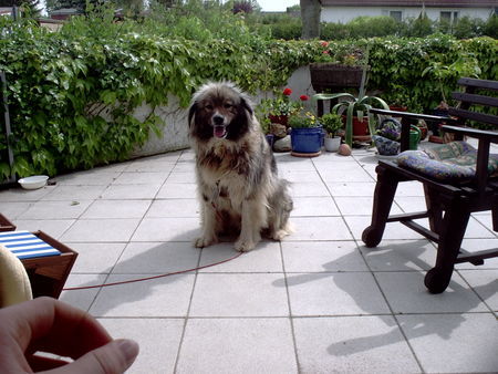 Kaukasischer Schäferhund Hunde Foto 35540 Kaukasischer Schäferhund Kaukasen sind die BESTEN =)