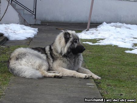 Kaukasischer Schäferhund Hunde Foto 19023 in höherer Auflösung ansehen Kaukasischer Schäferhund Orka 1 jahr alt