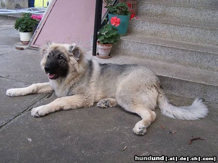 Kaukasischer Schäferhund Hunde Foto 17869 in höherer Auflösung ansehen Kaukasischer Schäferhund Orka 6 Monate alt