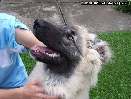 Kaukasischer Schäferhund Hunde Foto 17871 in höherer Auflösung ansehen Kaukasischer Schäferhund Orka 5 Monate alt