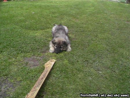 Kaukasischer Schäferhund Hunde Foto 17870 in höherer Auflösung ansehen Kaukasischer Schäferhund Orka 2 Monate alt