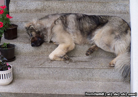 Kaukasischer Schäferhund Orka sleeping