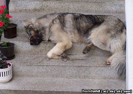 Kaukasischer Schäferhund Hunde Foto 24533 in höherer Auflösung ansehen Kaukasischer Schäferhund Orka sleeping
