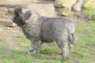 Kaukasischer Schäferhund Hunde Foto 37474 in höherer Auflösung ansehen Kaukasischer Schäferhund Hera von der Rudeljahne - 8 Wochen