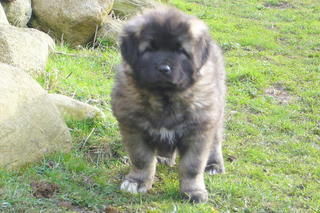 Kaukasischer Schäferhund Hunde Foto 37470 in höherer Auflösung ansehen Kaukasischer Schäferhund Hera von der Rudeljahne - 8 Wochen