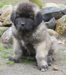 Kaukasischer Schäferhund Hunde Foto 37469 in höherer Auflösung ansehen Kaukasischer Schäferhund Helena-Hekate von der Rudeljahne - 9 Wochen