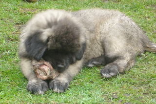 Kaukasischer Schäferhund Hunde Foto 37475 in höherer Auflösung ansehen Kaukasischer Schäferhund Hera von der Rudeljahne - 8 Wochen