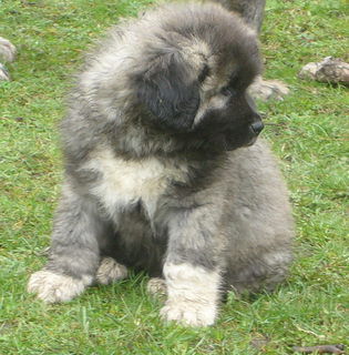 Kaukasischer Schäferhund Hunde Foto 37477 in höherer Auflösung ansehen Kaukasischer Schäferhund Horus von der Rudeljahne - 9 Wochen