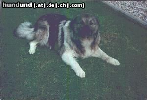 Kaukasischer Schäferhund Hunde Foto 5588 Kaukasischer Schäferhund Das ist Ergo.