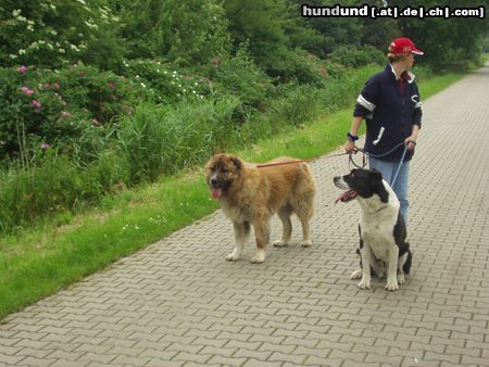 Kaukasischer Schäferhund Hunde Foto 9267 Kaukasischer Schäferhund nero kaukase, shogun mittelasiate