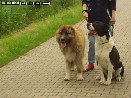 Kaukasischer Schäferhund Hunde Foto 9113 Kaukasischer Schäferhund Kaukase und Mittelasiate