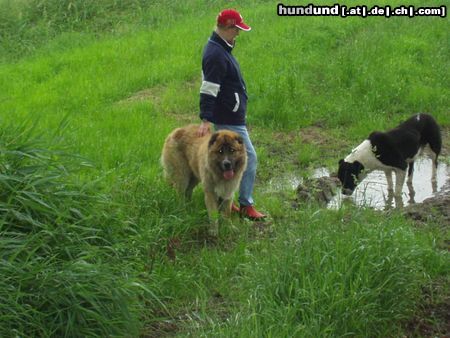 Kaukasischer Schäferhund Hunde Foto 12038 Kaukasischer Schäferhund Unsere Pfützen Schlaber lecker;=)